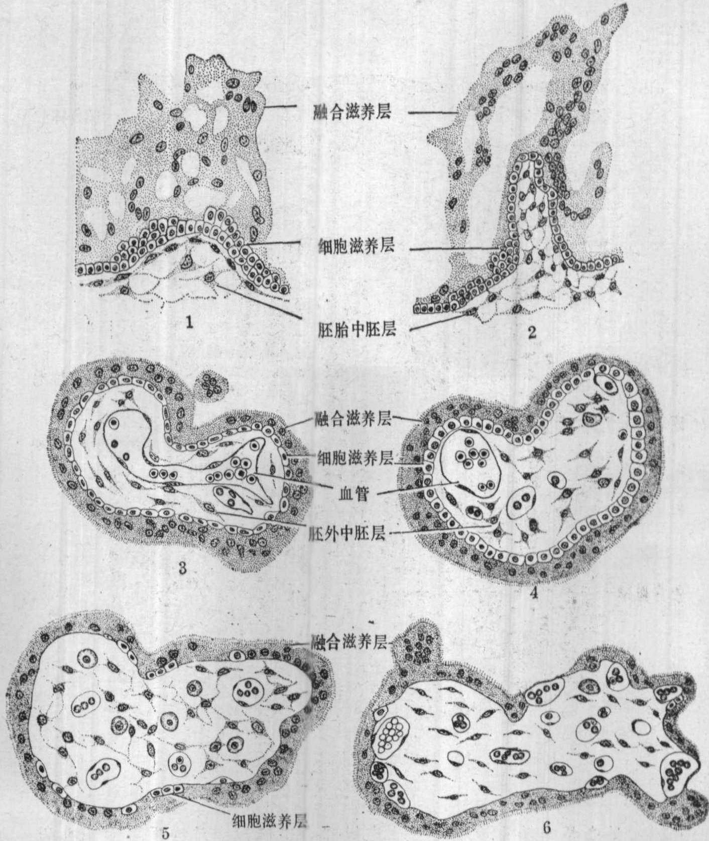 为早期绒毛,具有融合滋养层,细胞滋养层及胚外中胚层3～4